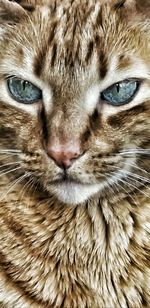 Close-up portrait of a cat