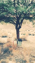 Trees on landscape