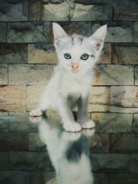 Portrait of white cat