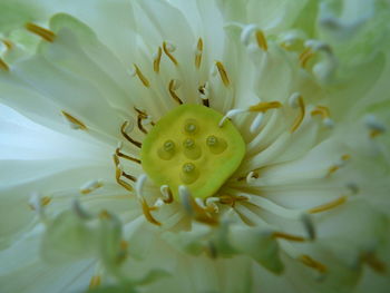 Close-up of pink flower