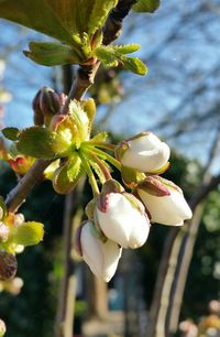 Close-up of white flowers