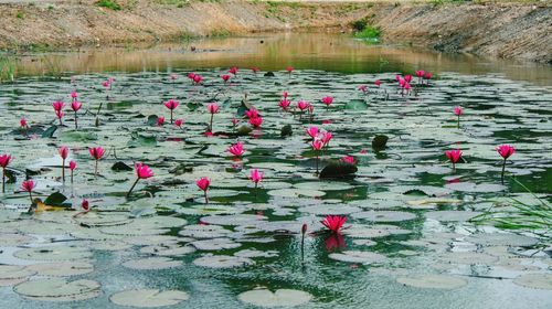 Pink water lily in lake