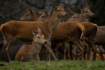 Deer in a field