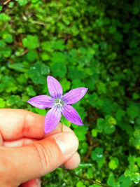 Close-up of hand holding purple flowering plant