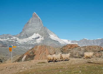 Scenic view of snowcapped matterhorn and valais blacknose sheep against clear blue sky