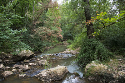 River flowing through rocks in forest
