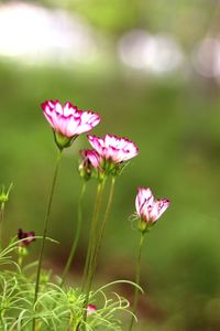 Close-up of pink flower on field