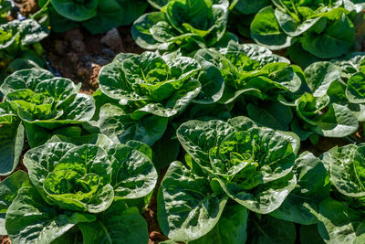 Full frame shot of fresh green leaves