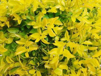 Full frame shot of yellow flowering plants