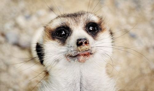 Close-up portrait of a dog
