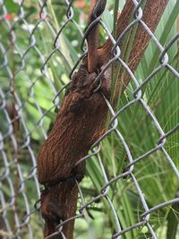 Close-up of lizard on chainlink fence