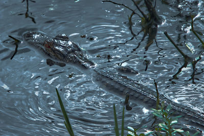 High angle view of a alligator  swimming in a swamp