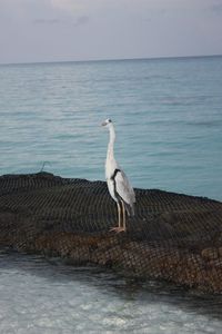 Swan perching on sea shore against sky