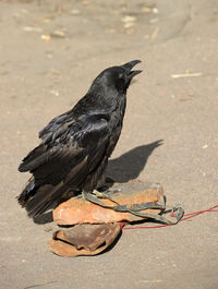 High angle view of bird perching on footpath