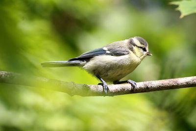 Close-up of bird perching on branch