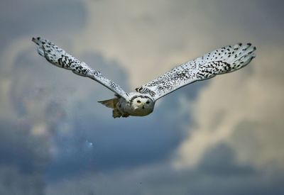 Close-up of bird against sky