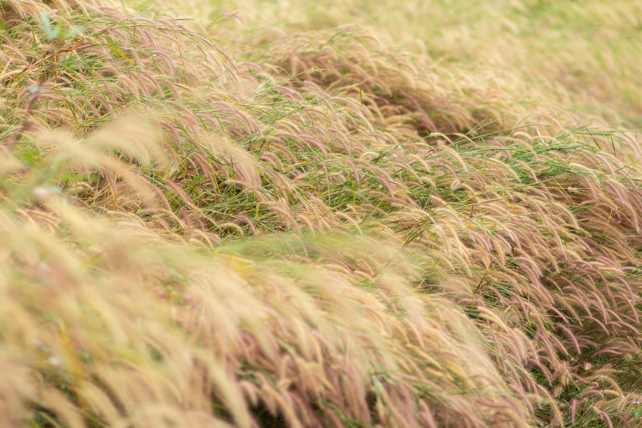 FULL FRAME SHOT OF WHEAT FIELD