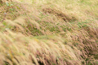 Close-up of stalks in field