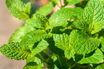 Close-up of plant