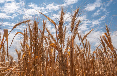 Wheat growing on field against sky