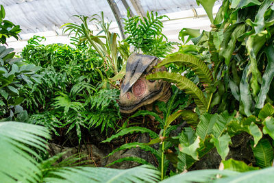 Close-up of a lizard on plant