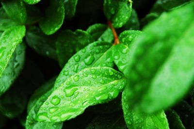 Close-up of wet plant