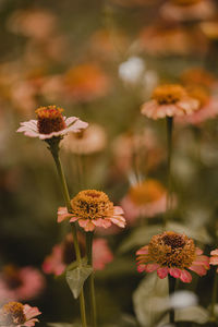 Close-up of flowers blooming outdoors