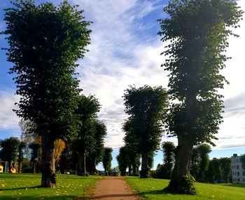 Trees on field against sky