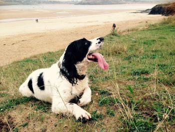 Full length of a dog on field with beach