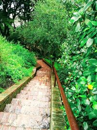 Close-up of ivy growing on tree