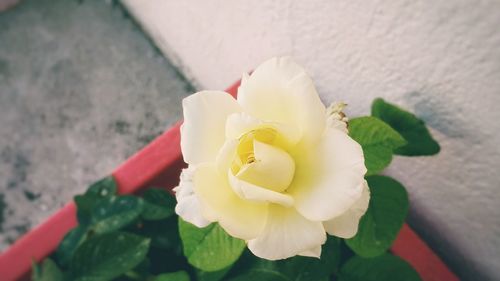 High angle view of rose blooming outdoors