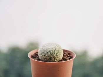 Close-up of plants against blurred background