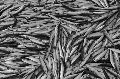 Full frame shot of fish in market