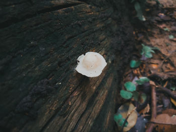 High angle view of mushrooms growing on tree trunk