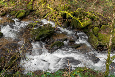 Stream flowing through rocks in forest