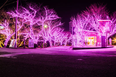 Illuminated trees by building at night