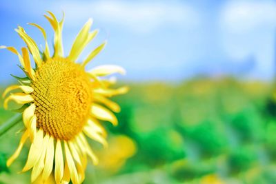 Close-up of sunflower blooming on field against sky