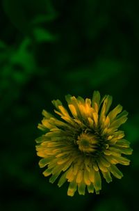 Close-up of yellow flower