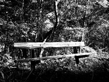 Empty bench in forest