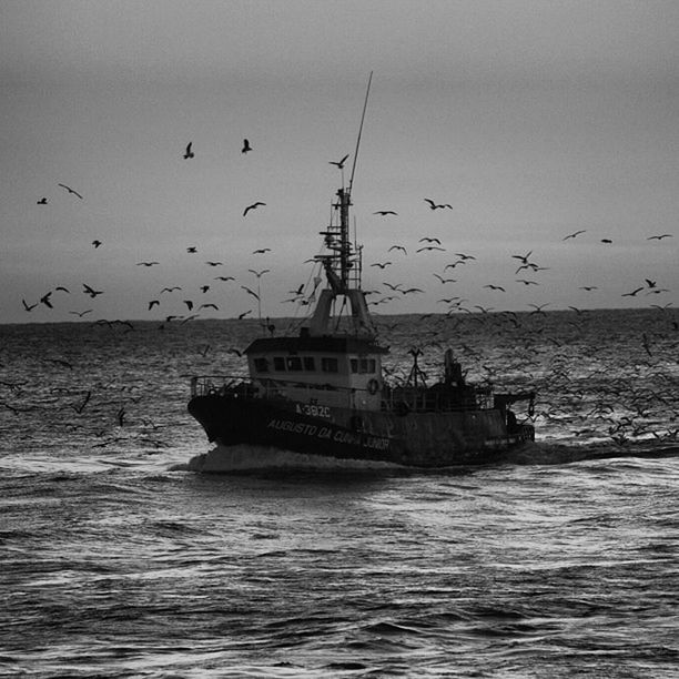 bird, animals in the wild, flying, water, animal themes, sea, wildlife, waterfront, sky, flock of birds, horizon over water, nature, seagull, transportation, built structure, nautical vessel, scenics, tranquil scene, spread wings