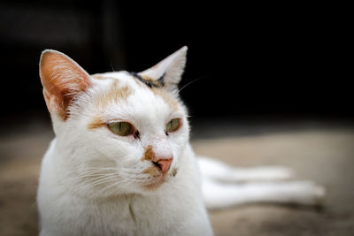 Close-up of a cat looking away