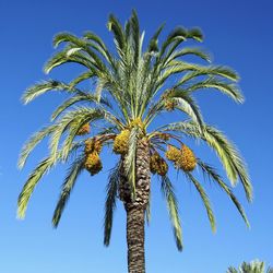 Low angle view of palm tree against blue sky