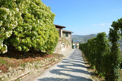 Footpath amidst trees and buildings against sky