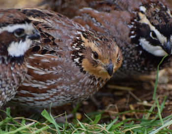 Close-up of bobwhite quail on field