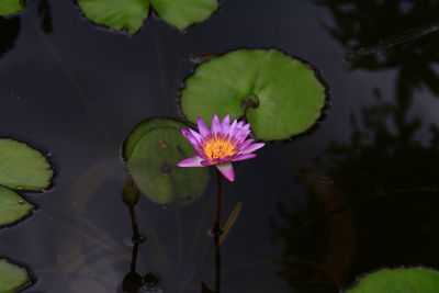 Close-up of lotus water lily in pond