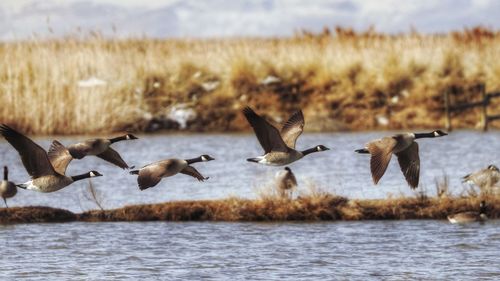 Canada geese flying over river