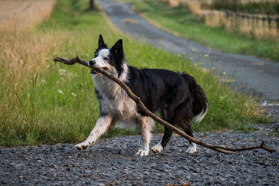 View of a dog looking away