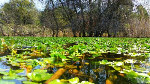 Reflection of trees in pond