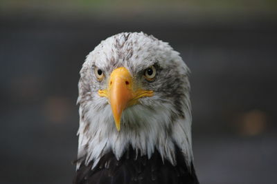 Close-up of bald eagle