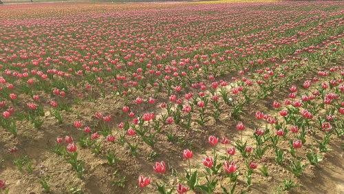 Pink flowering plants on field